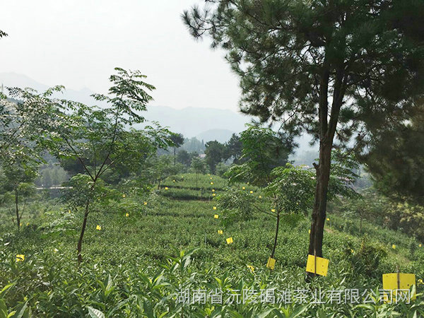 茶葉加工基地