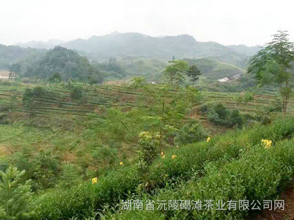 茶葉種植基地