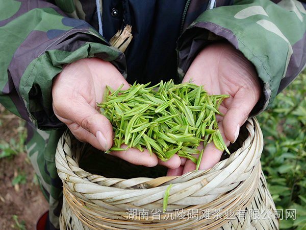 茶葉采摘基地