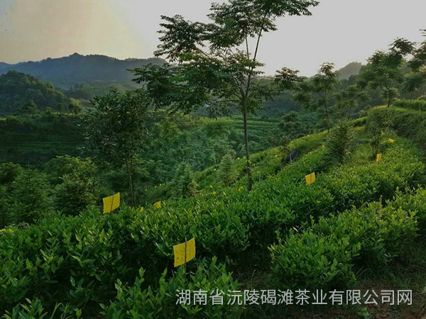 茶葉生產基地