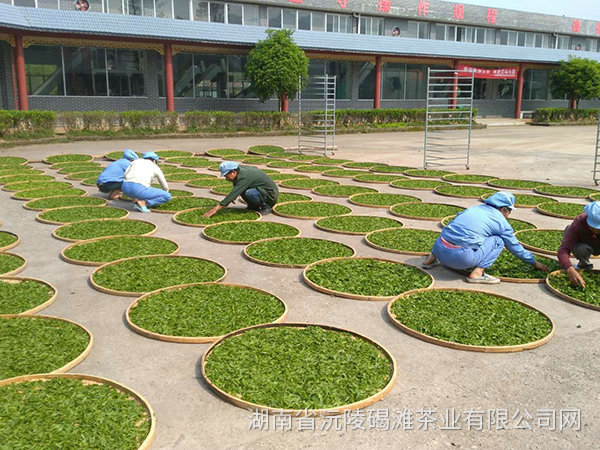 曬茶