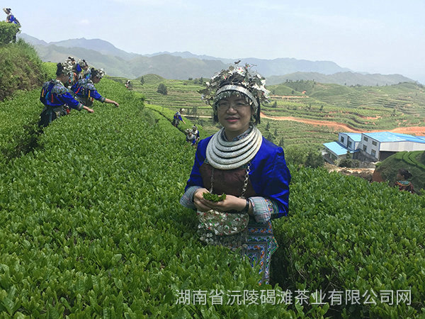 舒總采茶