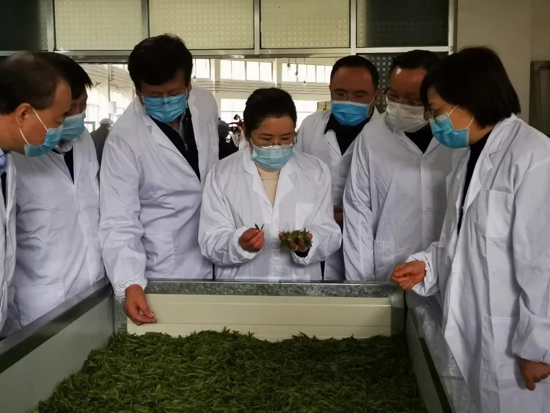湖南省沅陵碣灘茶業有限公司,沅陵碣灘茶,茶葉加工銷售,茶文化傳播