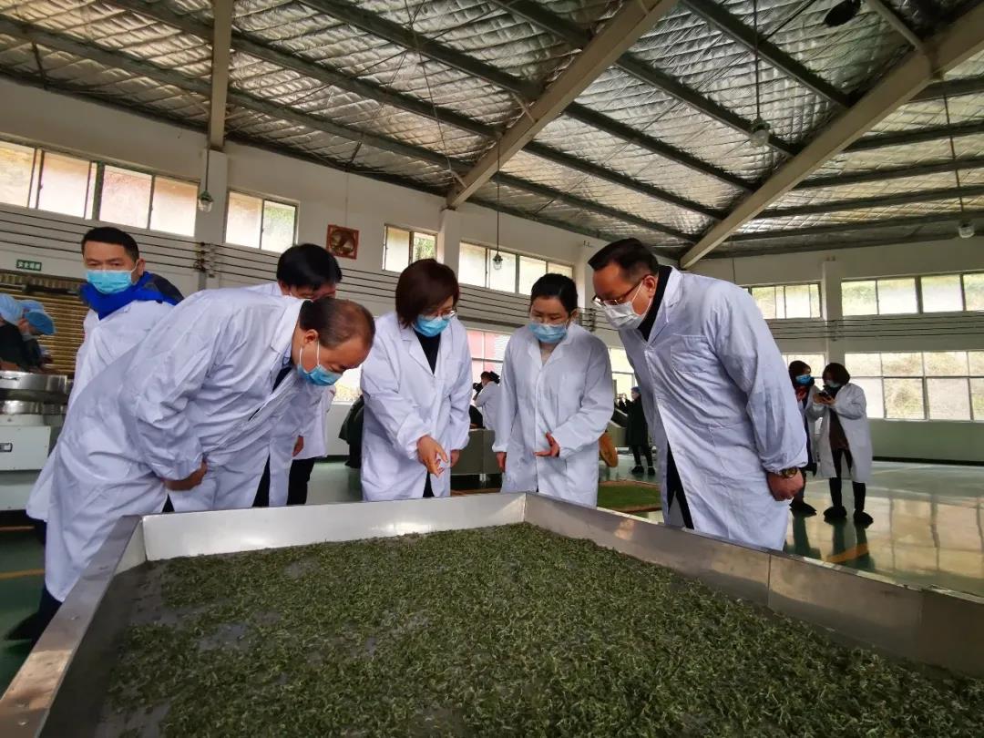 湖南省沅陵碣灘茶業有限公司,沅陵碣灘茶,茶葉加工銷售,茶文化傳播
